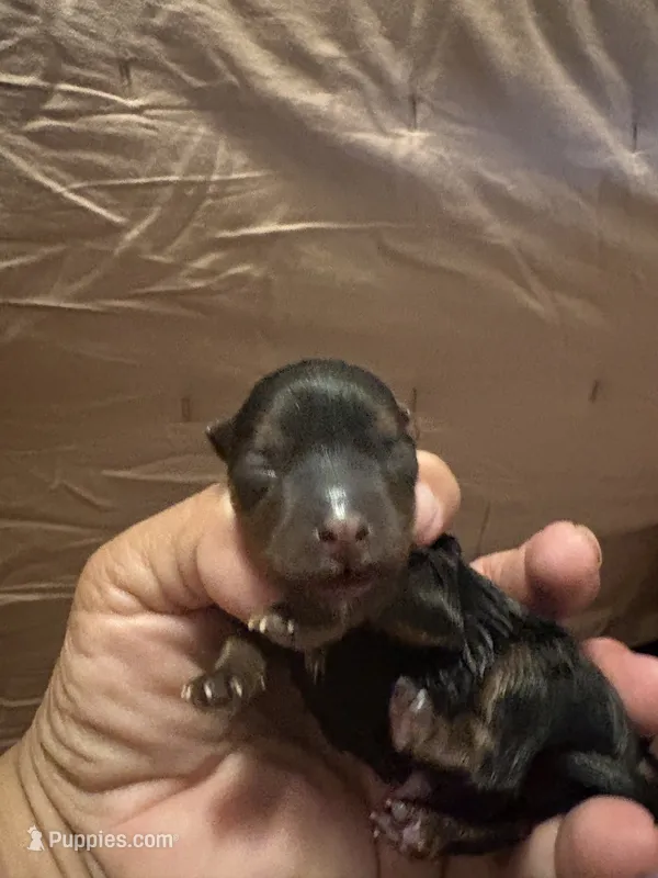 Hunter – Yorkshire Terrier puppy for sale in Compton, CA
