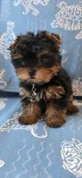 Gordo, a male Yorkshire Terrier for sale in Compton, CA – 4 of 4