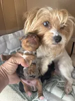 Rex, a male Yorkshire Terrier for sale in Compton, CA – 2 of 4