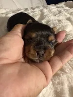 Hunter, a male Yorkshire Terrier for sale in Compton, CA – 9 of 9
