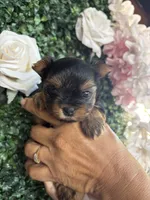 Bella, a  Yorkshire Terrier for sale in Compton, CA – 2 of 4