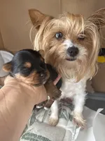 Drax, a male Yorkshire Terrier for sale in Compton, CA – 3 of 3