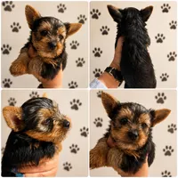 Drax, a male Yorkshire Terrier for sale in Compton, CA – 2 of 3