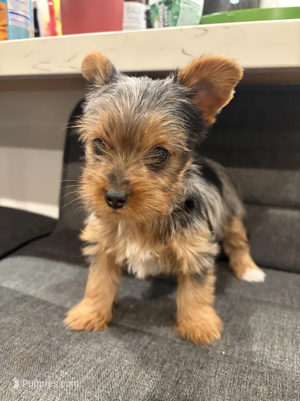 Rex – Yorkshire Terrier puppy for sale in Compton, CA