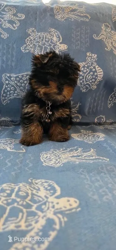 Gordo – Yorkshire Terrier puppy for sale in Compton, CA