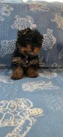 Gordo, a male Yorkshire Terrier for sale in Compton, CA – 1 of 4