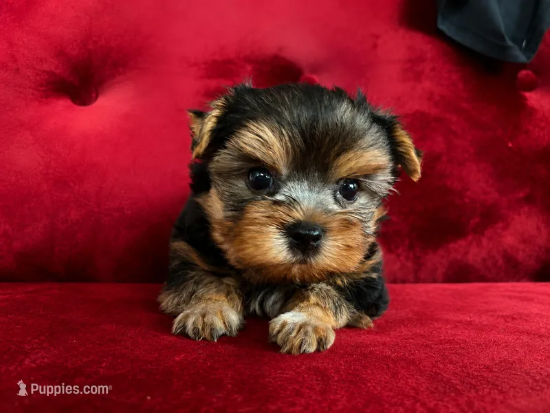 Hunter – Yorkshire Terrier puppy for sale in Compton, CA