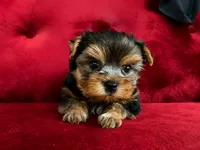 Hunter, a male Yorkshire Terrier for sale in Compton, CA – 1 of 9