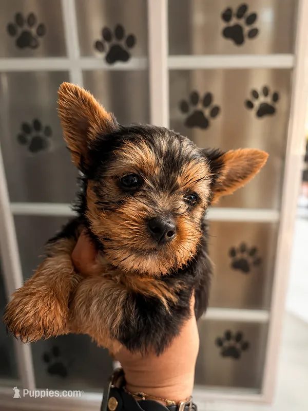 Drax – Yorkshire Terrier puppy for sale in Compton, CA