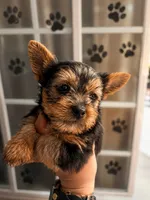 Drax, a male Yorkshire Terrier for sale in Compton, CA – 1 of 3