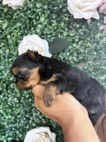 Bella, a  Yorkshire Terrier for sale in Compton, CA – 3 of 4