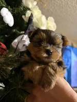 Hunter, a male Yorkshire Terrier for sale in Compton, CA – 7 of 9