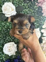 Hunter, a male Yorkshire Terrier for sale in Compton, CA – 4 of 9