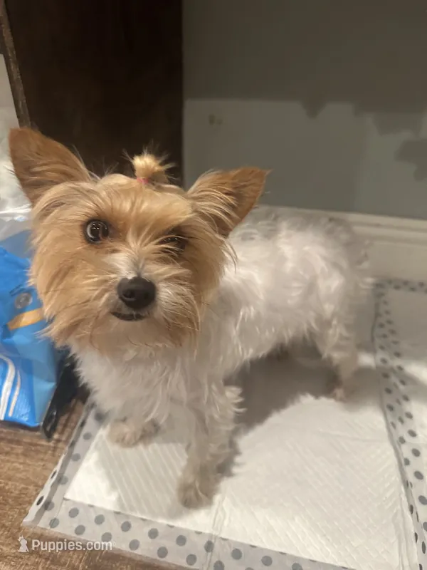 Sally  – Yorkshire Terrier puppy for sale in Compton, CA