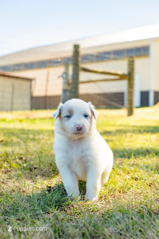 Marshmallow – Australian Shepherd puppy for sale in Butterfield, MO