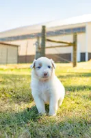 Marshmallow, a female Australian Shepherd for sale in Butterfield, MO – 1 of 1