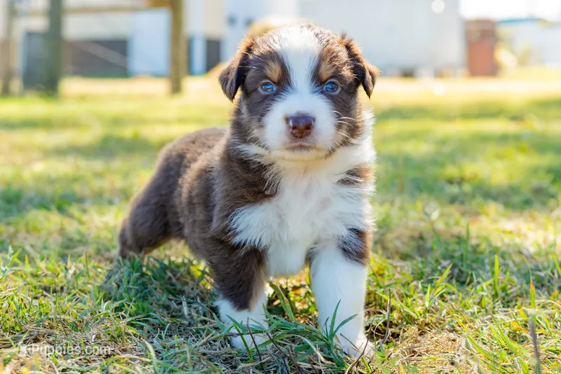 Maple – Australian Shepherd puppy for sale in Butterfield, MO