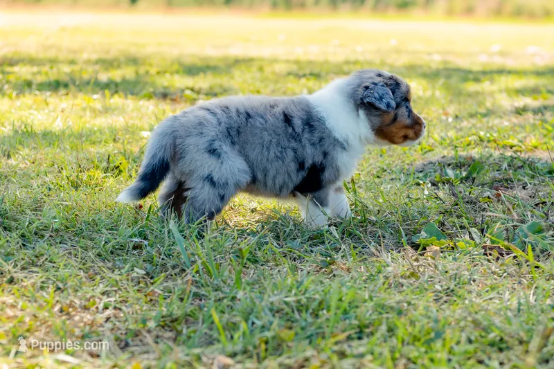 Autumn  – Australian Shepherd puppy for sale in Butterfield, MO