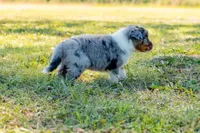 Autumn , a female Australian Shepherd for sale in Butterfield, MO – 1 of 1