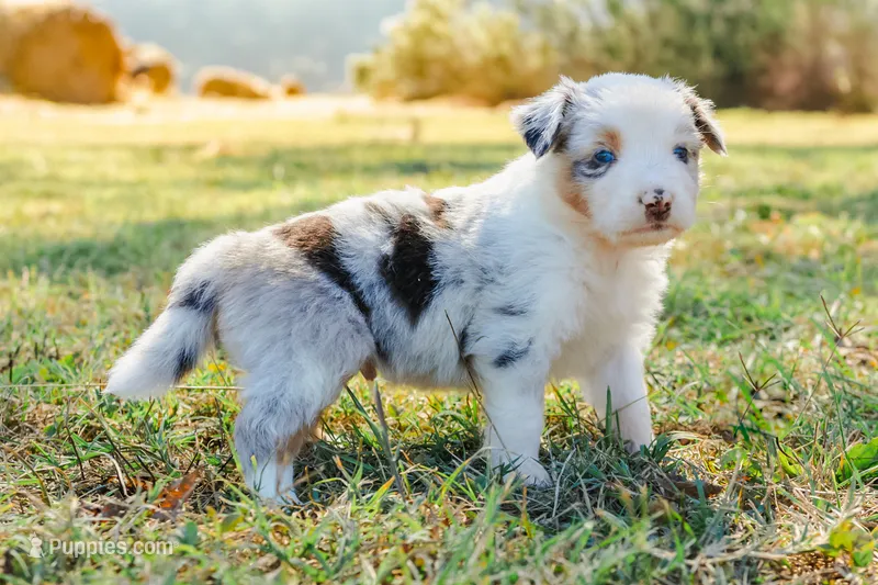 Mocha  – Australian Shepherd puppy for sale in Butterfield, MO