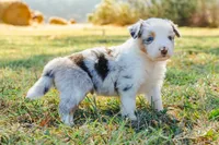 Mocha , a male Australian Shepherd for sale in Butterfield, MO – 1 of 1