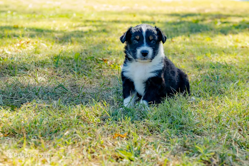 Pumpkin – Australian Shepherd puppy for sale in Butterfield, MO