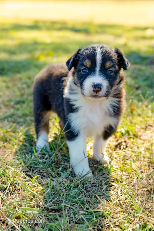 Cinnamon  – Australian Shepherd puppy for sale in Butterfield, MO