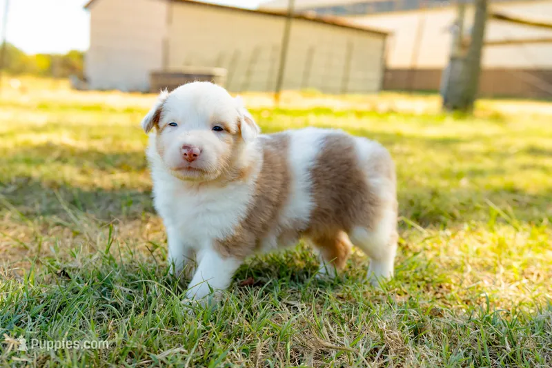 Caramel – Australian Shepherd puppy for sale in Butterfield, MO