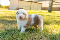 Caramel, a female Australian Shepherd for sale in Butterfield, MO – 1 of 1