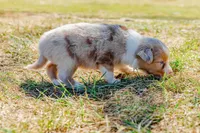 Cider, a male Australian Shepherd for sale in Butterfield, MO – 1 of 1