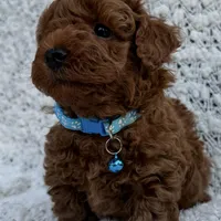 No name yet AKC, a male Poodle - Toy  for sale in Roseville, CA – Photo 5 of 8