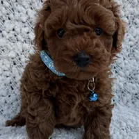 No name yet AKC, a male Poodle - Toy  for sale in Roseville, CA – Photo 2 of 8
