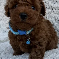 No name yet AKC, a male Poodle - Toy  for sale in Roseville, CA – Photo 6 of 8