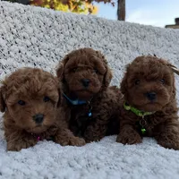 No name yet AKC, a male Poodle - Toy  for sale in Roseville, CA – Photo 4 of 8