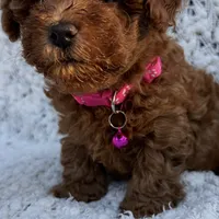 No name yet AKC, a male Poodle - Toy  for sale in Roseville, CA – Photo 1 of 8