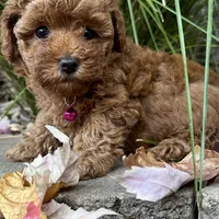 TEA CUP (AKC), a female Poodle - Toy  for sale in Roseville, CA – Photo 3 of 5