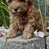 TEA CUP (AKC), a female Poodle - Toy  for sale in Roseville, CA – Photo 5 of 5