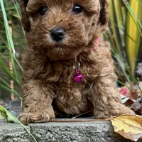 TEA CUP (AKC), a female Poodle - Toy  for sale in Roseville, CA – Photo 4 of 5