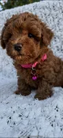 AKC pink collar, a female Poodle - Toy  for sale in Roseville, CA – 1 of 3