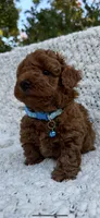 Male & female, a male Poodle - Toy  for sale in Roseville, CA – Photo 2 of 2