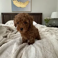 AKC TEA CUP POODLE no name yet , a female Poodle - Toy  for sale in Roseville, CA – Photo 2 of 4