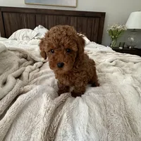 AKC TEA CUP POODLE no name yet , a female Poodle - Toy  for sale in Roseville, CA – Photo 4 of 4
