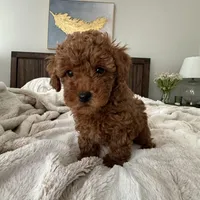 AKC TEA CUP POODLE no name yet , a female Poodle - Toy  for sale in Roseville, CA – Photo 3 of 4