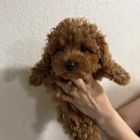 Tea cup! (AKC), a male Poodle - Toy  for sale in Roseville, CA – 2 of 3