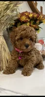 AKC pink collar, a female Poodle - Toy  for sale in Roseville, CA – 3 of 3