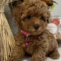 AKC. TEA CUP , a female Poodle - Toy  for sale in Roseville, CA – Photo 4 of 5