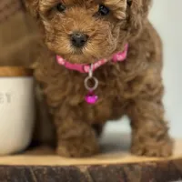 AKC. TEA CUP , a female Poodle - Toy  for sale in Roseville, CA – Photo 1 of 5