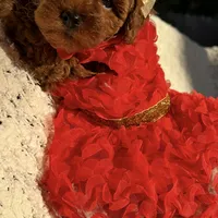 AKC. TEA CUP , a female Poodle - Toy  for sale in Roseville, CA – Photo 3 of 5