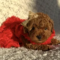 AKC. TEA CUP , a female Poodle - Toy  for sale in Roseville, CA – Photo 2 of 5