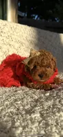 No name yet, a female Poodle - Toy  for sale in Roseville, CA – Photo 1 of 2